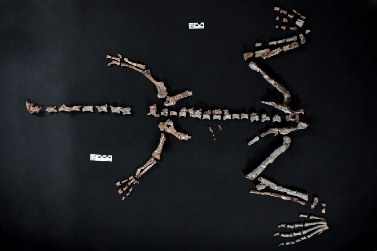 The almost complete skeleton of the small long-necked reptile, named