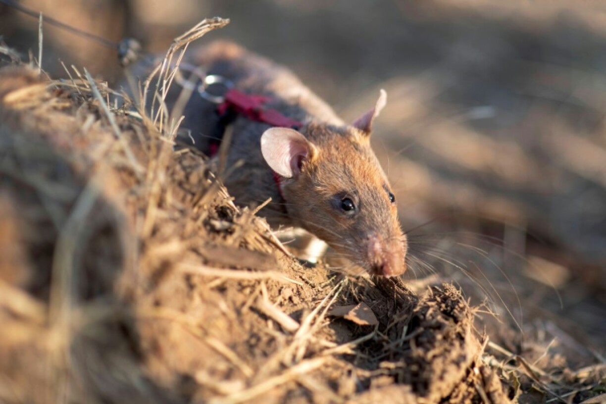 A landmine-hunting rat in Cambodia has set a new world record by sniffing out more than 100 mines and pieces of unexploded ordnance, a charity said Friday