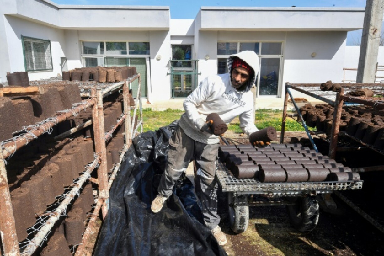 The start-up was founded in 2022 to tackle the waste from Tunisia's lucrative olive harvest
