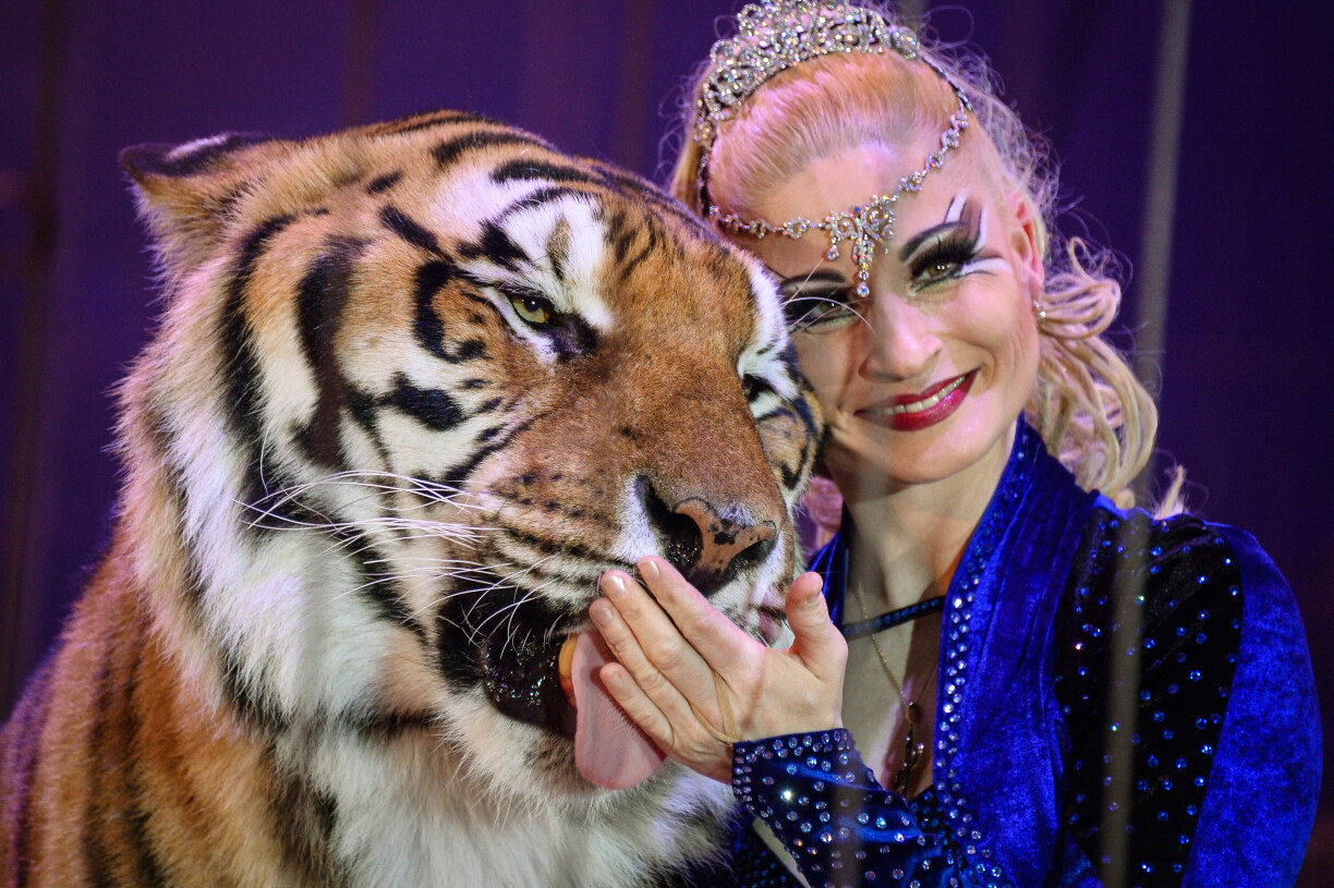 D'Dompteurin Carmen Zander mat engem vun hiren Tigere bei engem Optrëtt an engem Zirkus am Joer 2015.