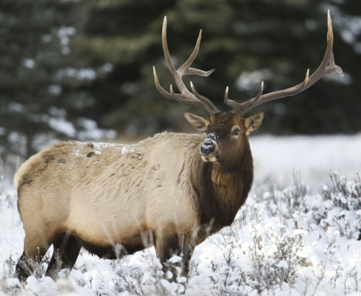 Un wapiti à Lake Louise, au Canada, le 23 novembre 2009