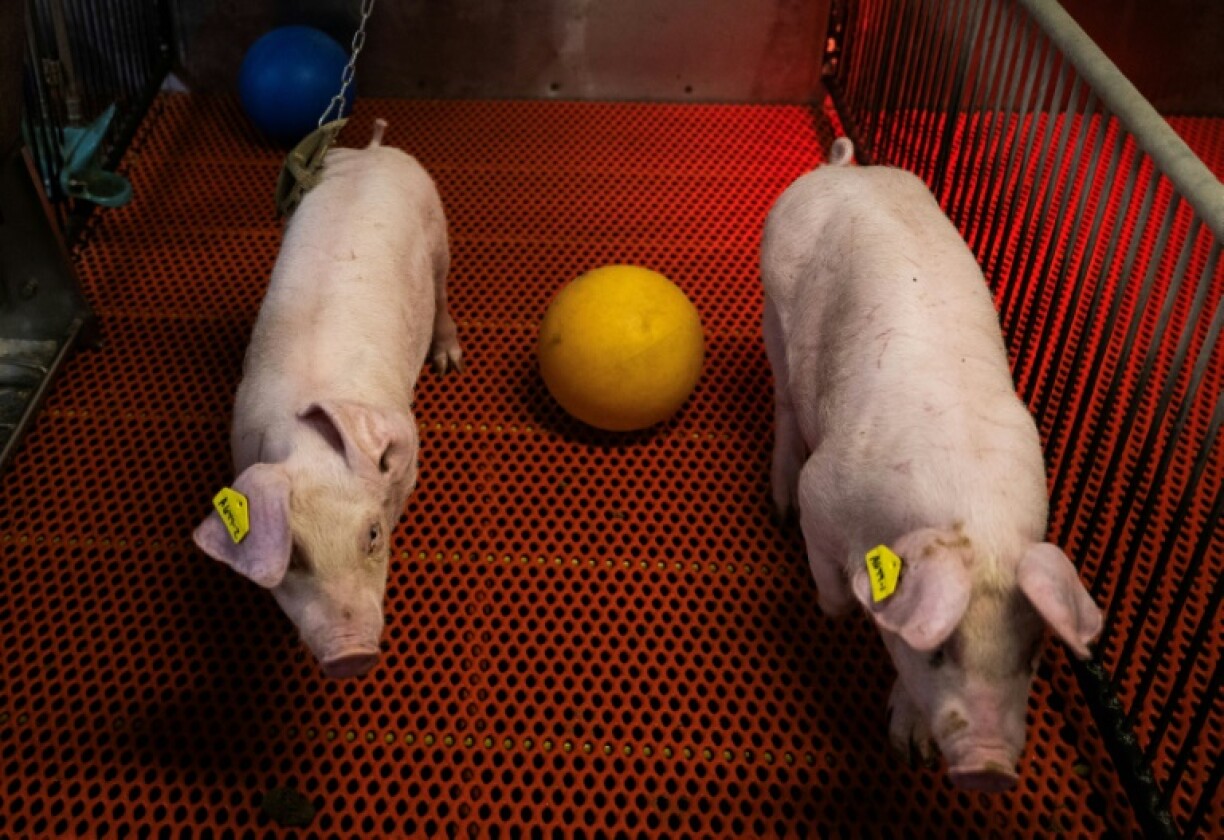 Young genetically altered pigs walk past a ball in their pens at Revivicor research farm in Blacksburg, Virginia