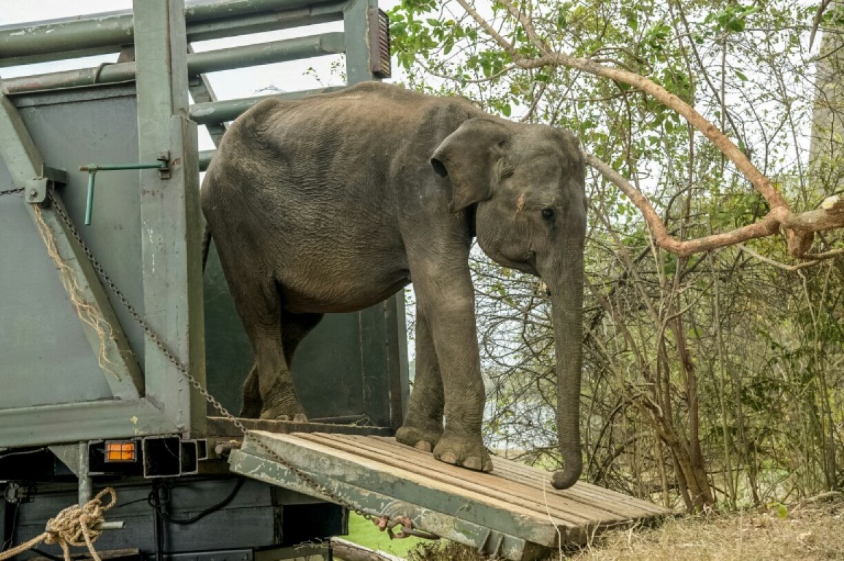 Conservation efforts in Sri Lanka have become increasingly urgent because of growing conflict between wild elephants and farmers
