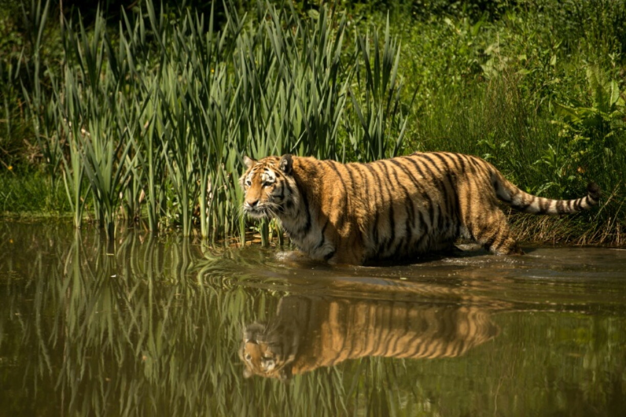 A female Amur tiger pictured at Knowsley Safari, near Liverpool, northern England, in 2020