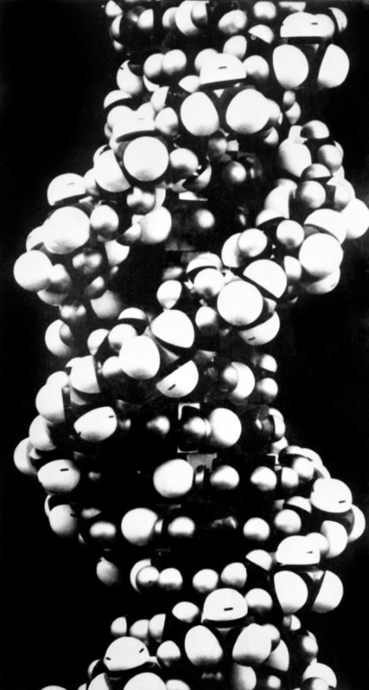 Photo of the double-helical structure of a section of DNA, discovered by James Watson, Francis Crick and Maurice Wilkins, who announced their discovery in the journal Nature, 25 April 1953