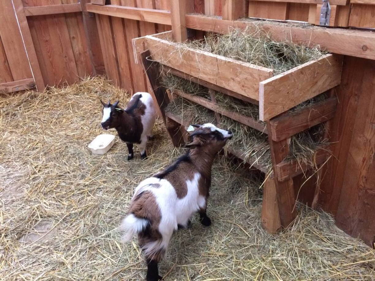 Rabbits, goats and chickens died in the fire. Arson cannot be ruled out at this stage of the investigation.