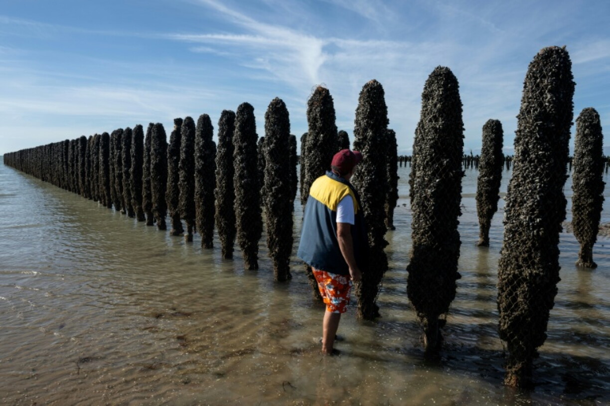 Le mytiliculteur Loïc Maine inspecte un pieu à moules dans l'exploitation Maine père & fils, au large de Bricqueville-sur-Mer, dans la Manche, le 13 septembre 2026