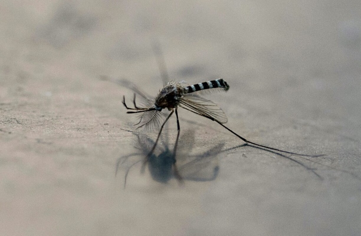 The 'toxic male technique' aims to breed mosquitoes that express venomous proteins in their semen