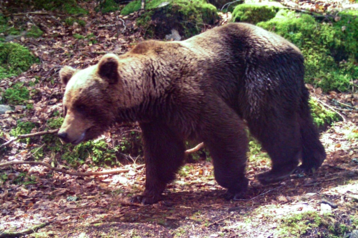 A 81-year-old French hunter went on trial accused of killing an endangered female bear that had attacked him in the Pyrenees