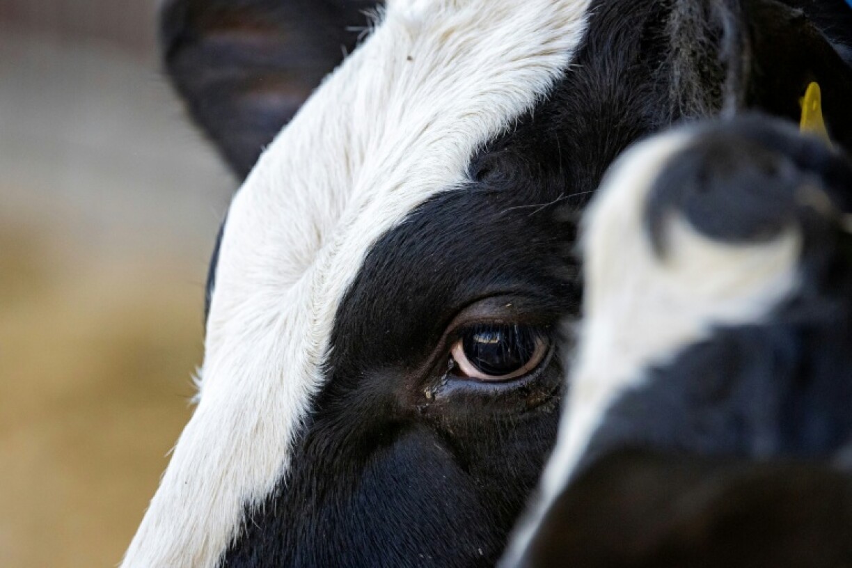 Inodore et invisible, le méthane est le principal composant du gaz naturel qui s’échappe notamment des gazoducs, des vaches et des décharges