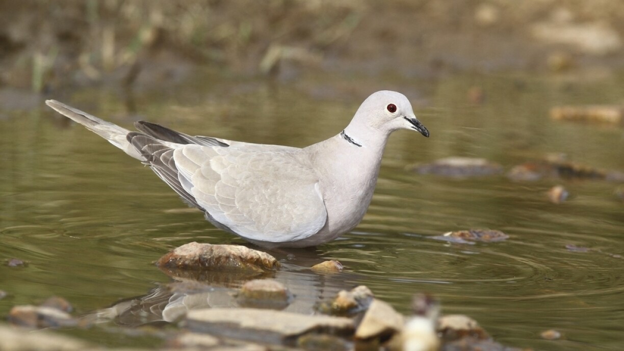 Zu den doudege Vullenaarte gehéiert och d'