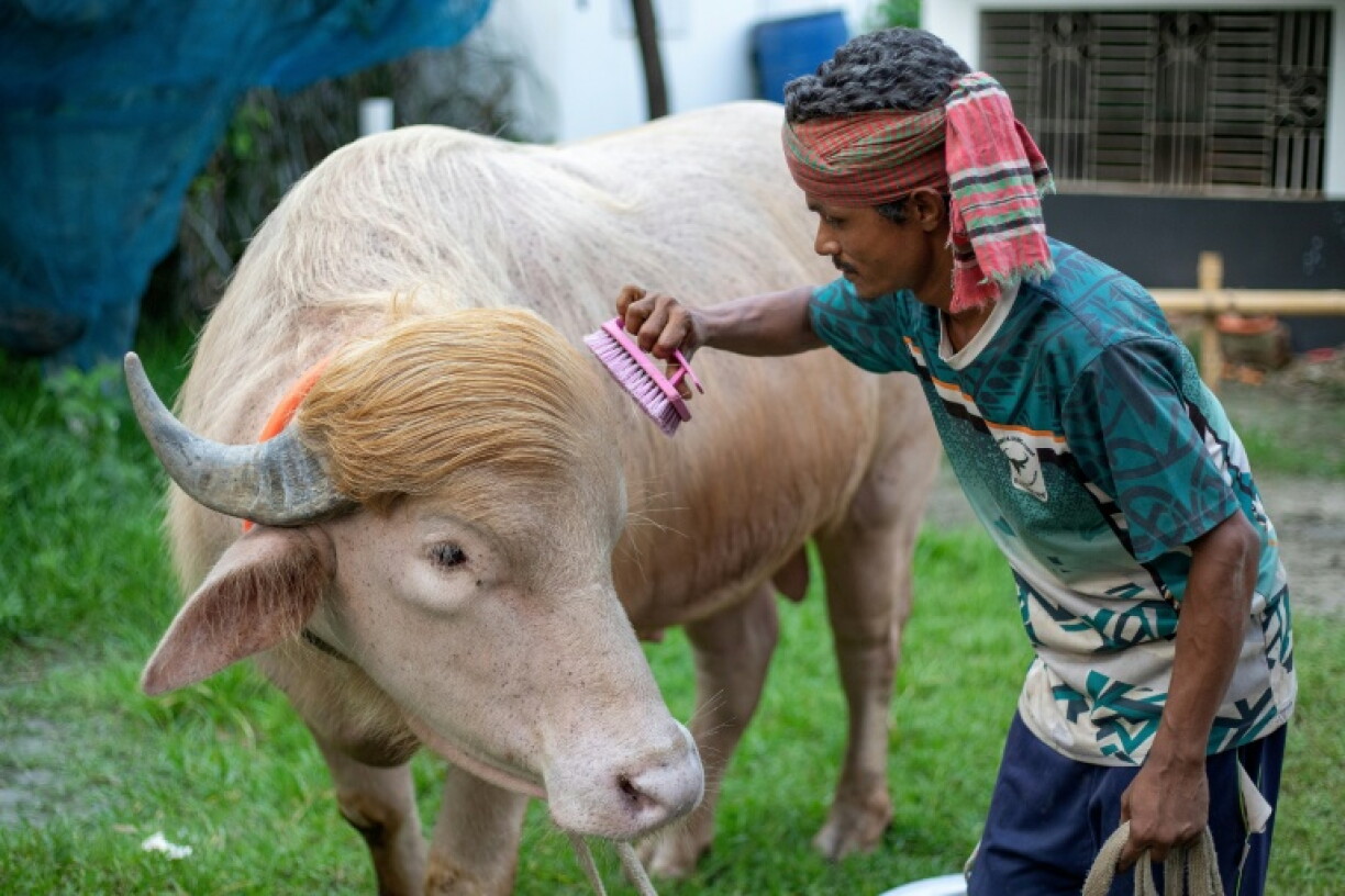 Un gardien brosse le buffle albinos surnommé