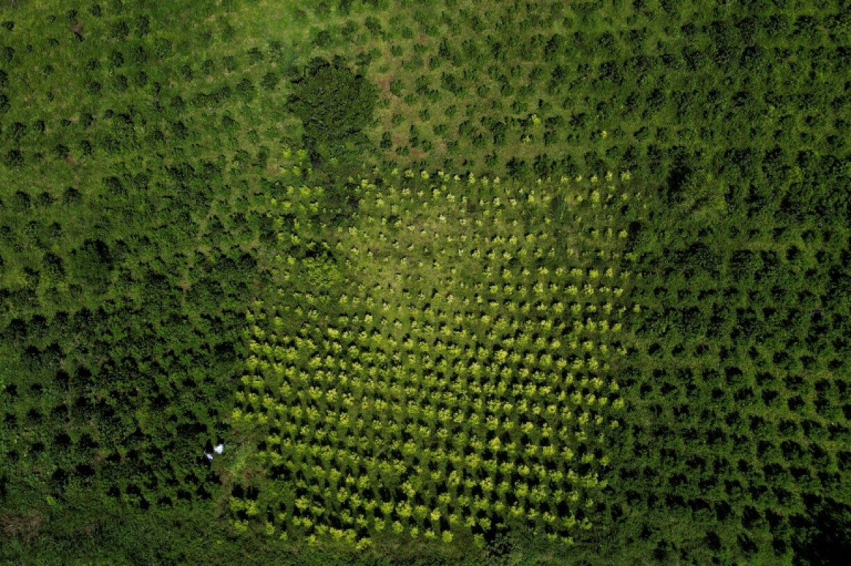 A mixed coffee and coca leaf plantation in Argelia