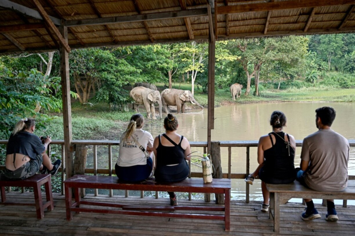 Tourists check out the elephants at the ECC's 500-hectare sanctuary