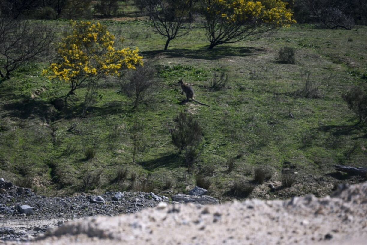 A kangaroo is seen in a rehabilitated area at the Moolarben coal mine, operated by Yancoal Australia, in New South Wales on September 3