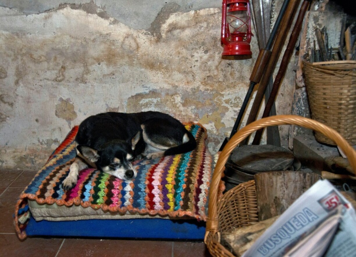 Manuela, the faithful three-legged dog of Uruguayan former president Jose Mujica, was often by his side until the pet died in 2018