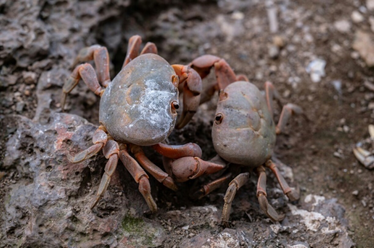 Crabs use their sensory organs, called sensilla, to perceive temperature, vibration and smell