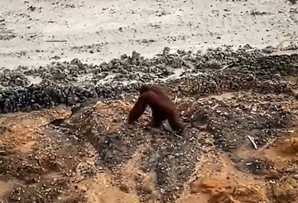 A critically endangered orangutan was seen walking in a coal mine in Borneo's East Kalimantan province