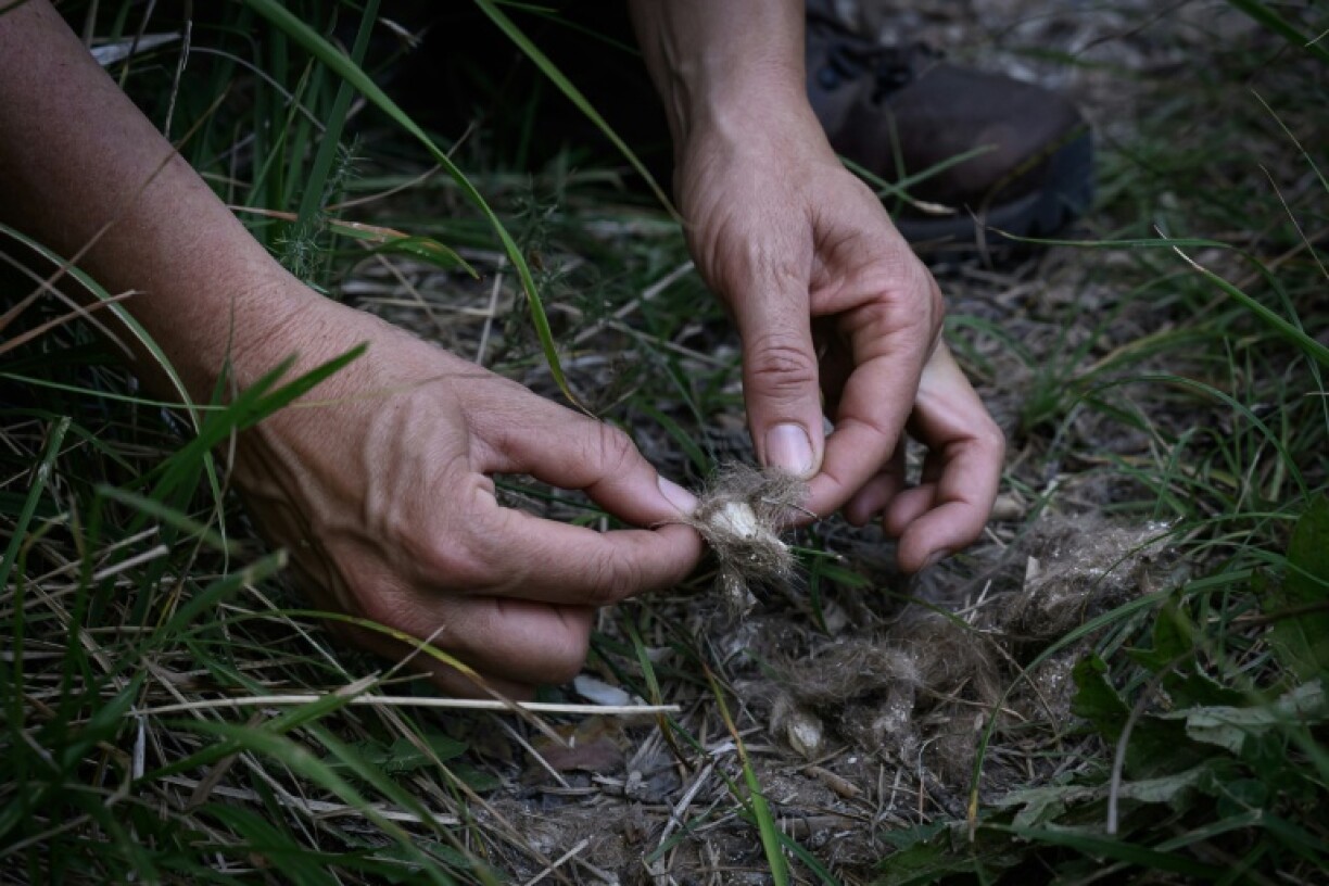 Wolf droppings are the best indicators for the presence of the predators