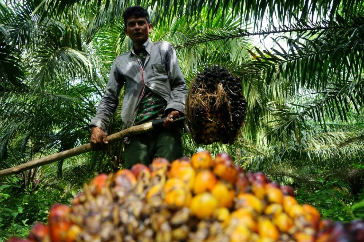 The threatened US tariffs are worrying for Indonesia's 2.5 million palm oil smallholder farmers