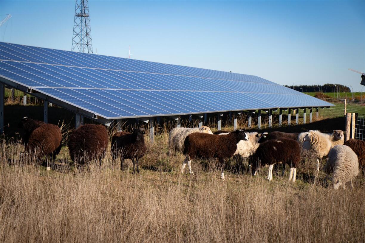 Ground-mounted solar power plant at RTL Group, Junglinster