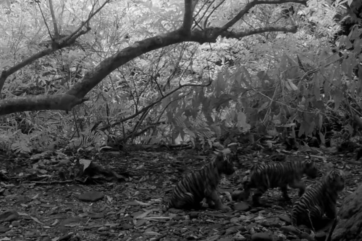 Thailand has one of the few remaining breeding populations of Bengal tigers