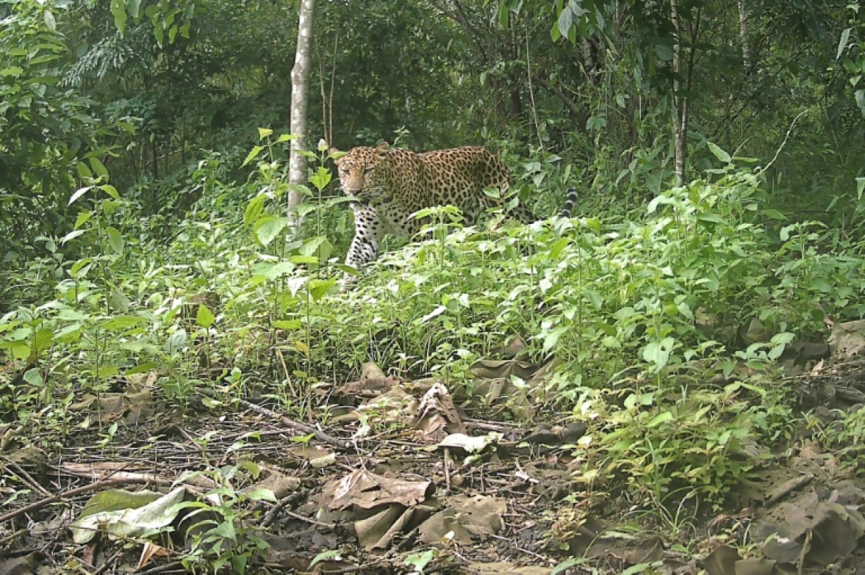 This photo released by the Creative Conservation Alliance shows a leopard at the Chittagong Hill Tracts in Bangladesh