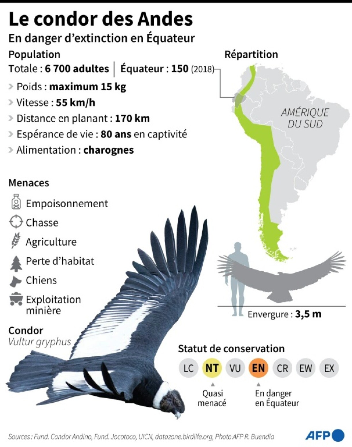 Le condor des Andes