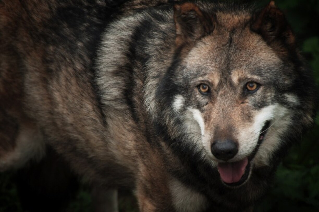 Emmanuel Macron a annoncé que le pourcentage de loup pouvant être abattu allait être relevé.