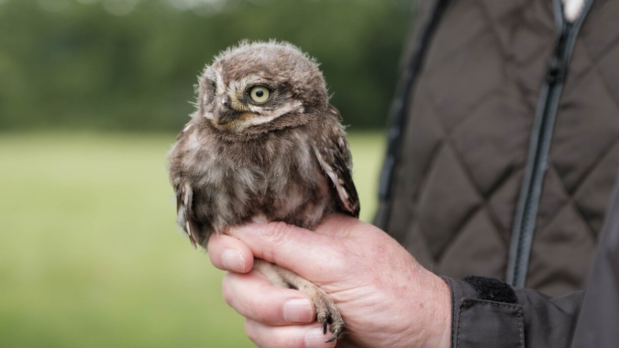Och beim Erhalt vun Déierenaarte wéi dem Steekauz braucht d‘Natur e bëssen Hëllef.