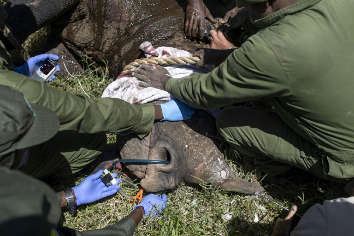Vets rush to take care of the rhino while it is out