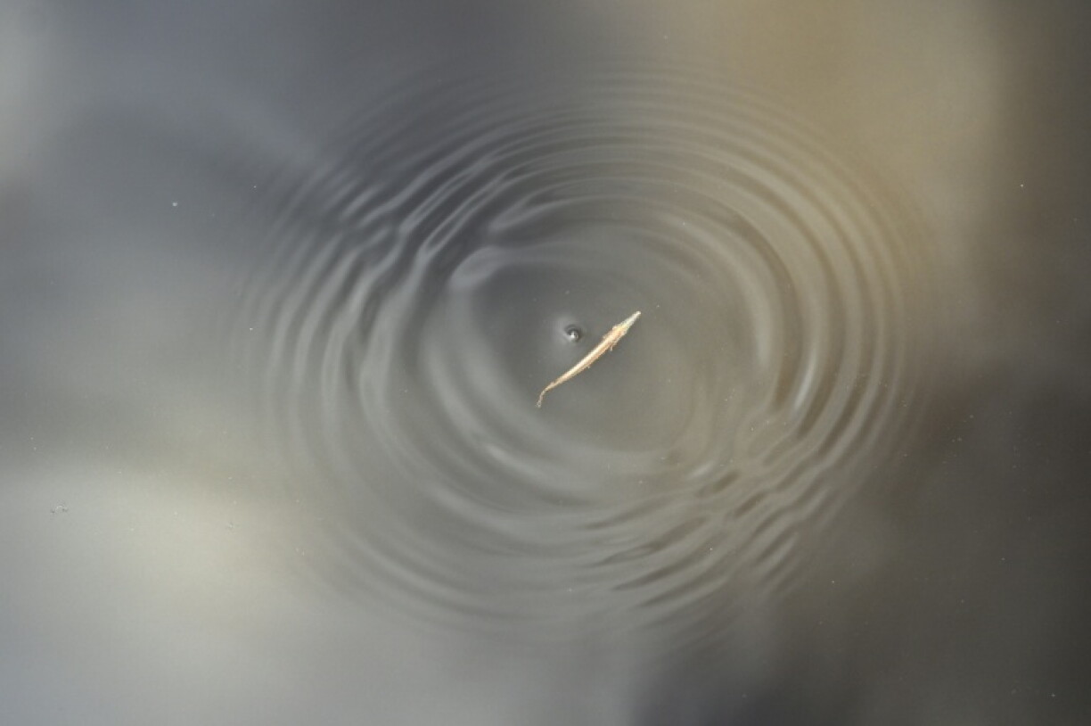 A tropical garfish fry adapts to its natural habitat after being released from captivity in Guatemala