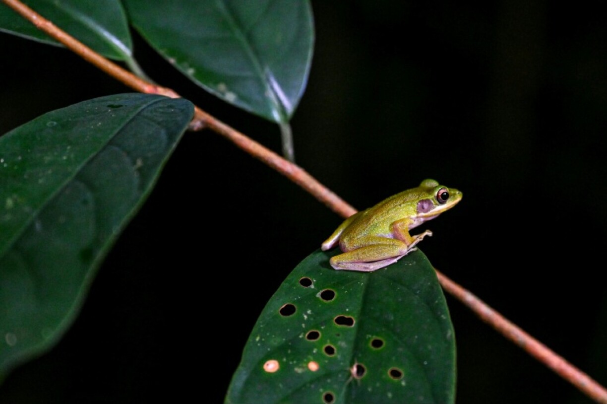 A copper-cheeked frog in Kubah National Park on the island of Borneo
