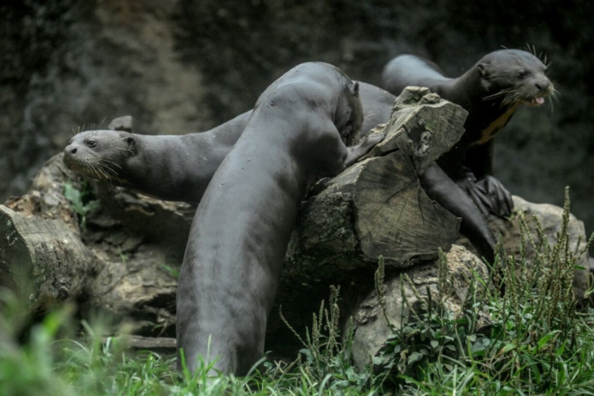 Des loutres géantes du Brésil, le 19 janvier 2026, au zoo de Cali, en Colombie