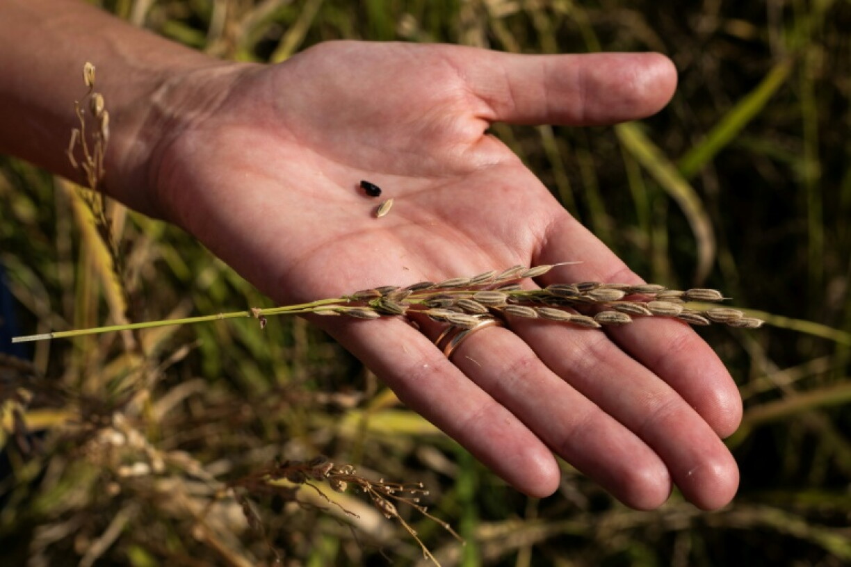 Italy is the largest producer of rice in Europe but the sector is in crisis