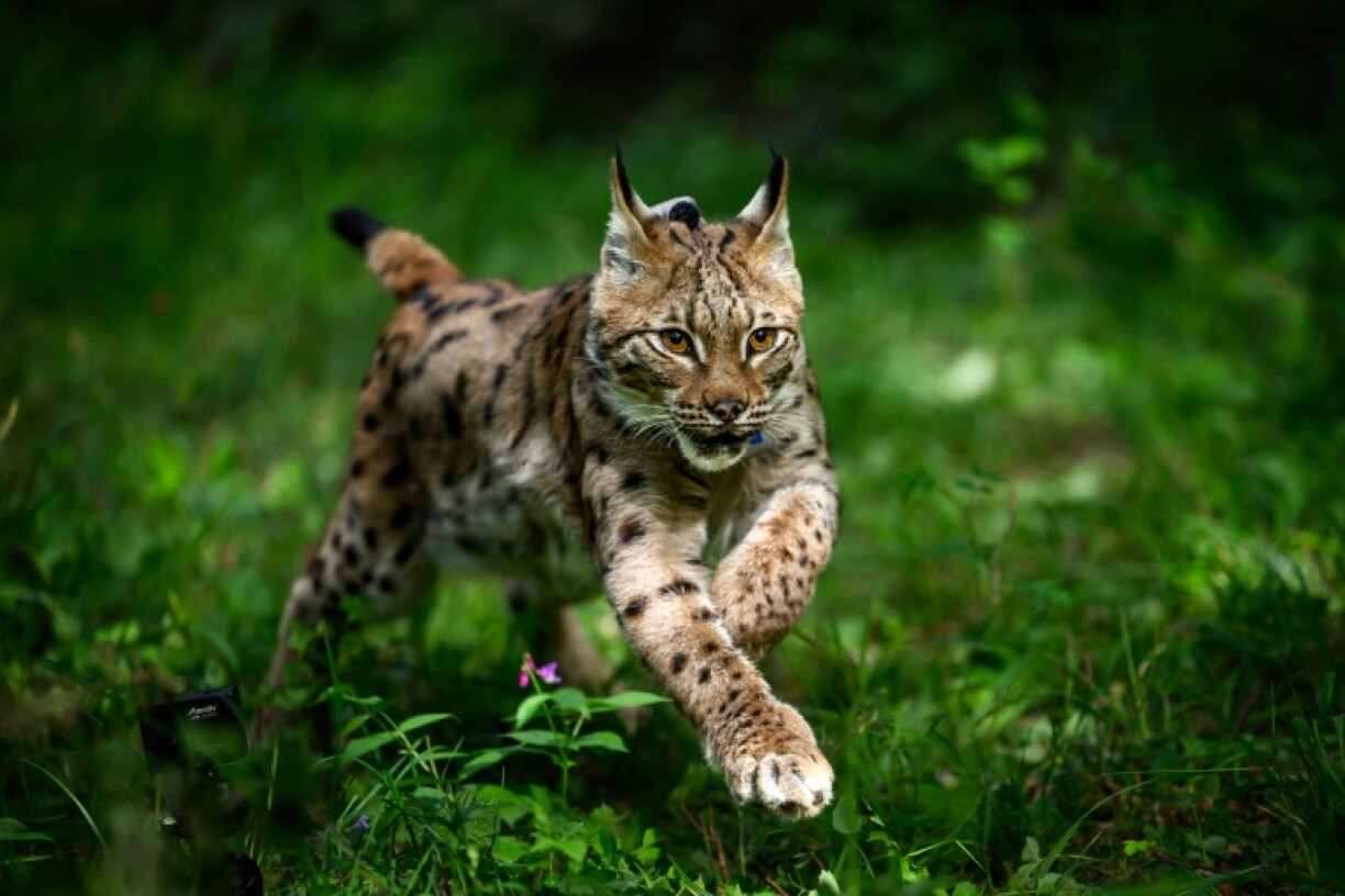 Après avoir été secouru, soigné et équipé d'un collier émetteur par l'association Athenas, le lynx nommé Ravi est réintroduit dans son habitat naturel une forêt près de Baume-les-Dames dans le Doubs le 27 avril 2026