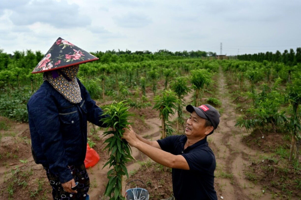 Farmers tend to a peach tree in a field where the Trump International, Hung Yen resort and golf course project will be built in Hung Yen province