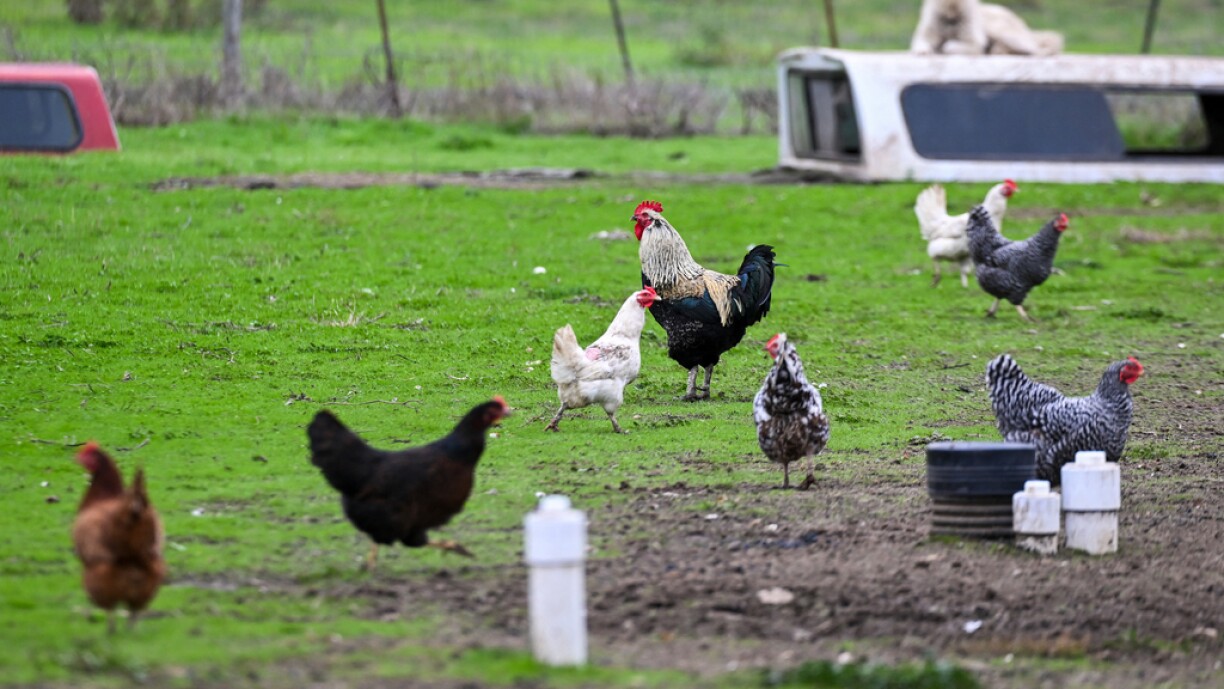 A view of chickens and a rooster at a farm as California declares state of emergency to prevent new public health crisis on Bird flu in Pescadero, California, on 20 December 2024.