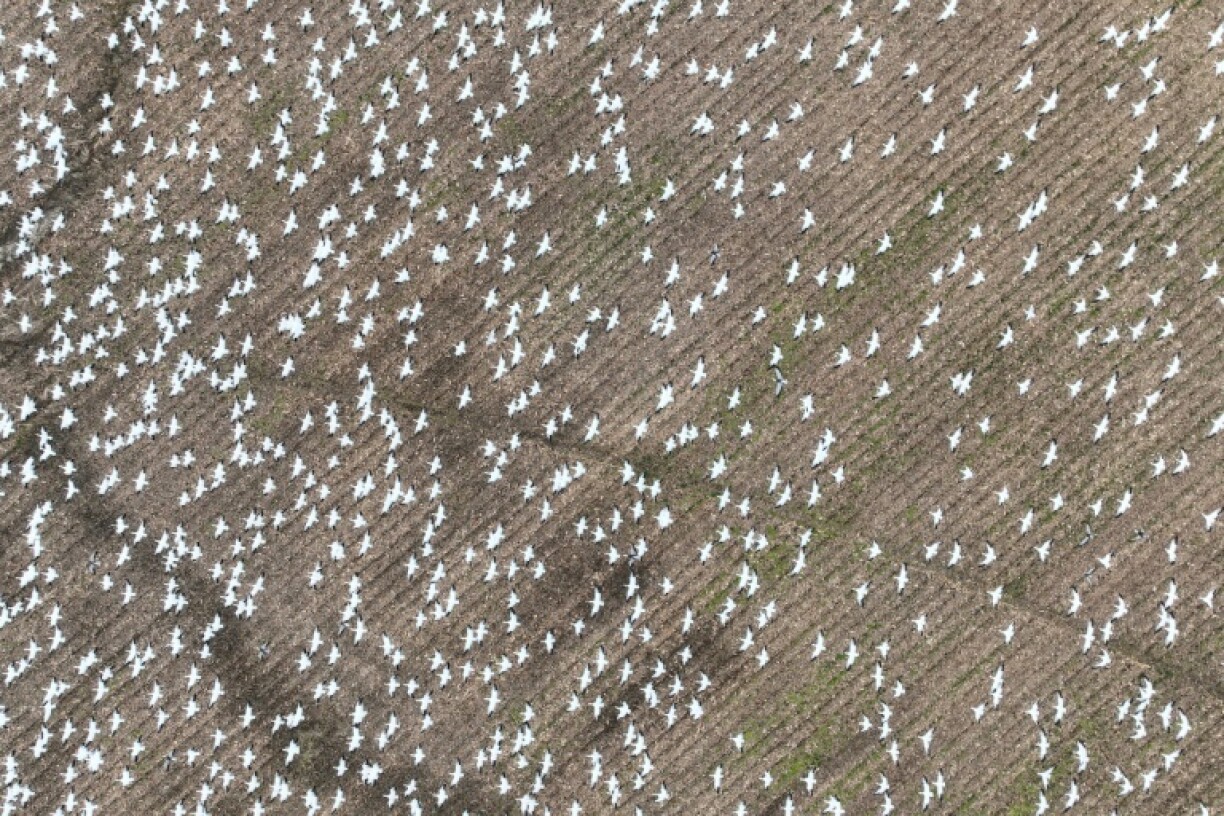 Almost all species analyzed in the new study had areas where they were declining and other areas where population increased