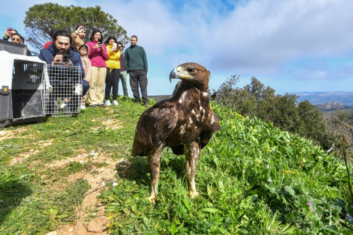 Aquila the golden eagle is freed following its rehabilitation by volunteers of Tunisia's Wildlife Association