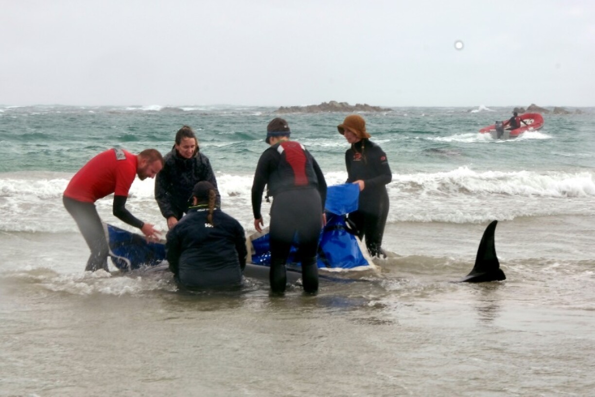 People try to rescue dolphins stranded on the west coast of Tasmania