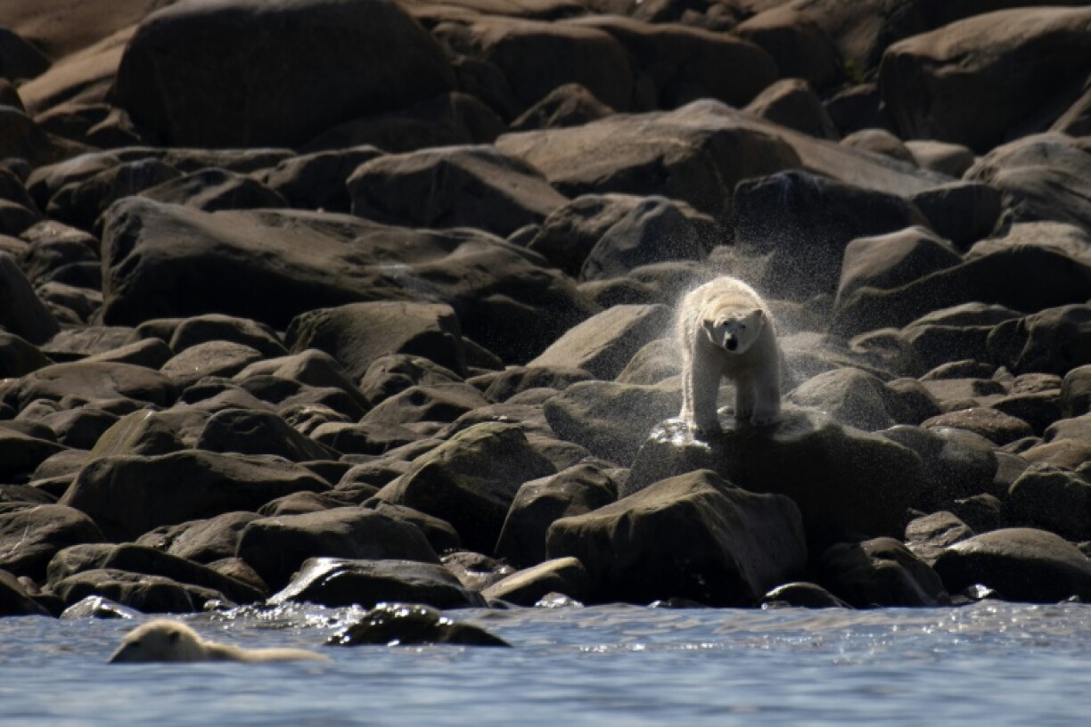 Des ours polaires nagent dans la baie d'Hudson dans l'espoir d'attraper un béluga, le 9 août 2022 près de Churchill, au Canada