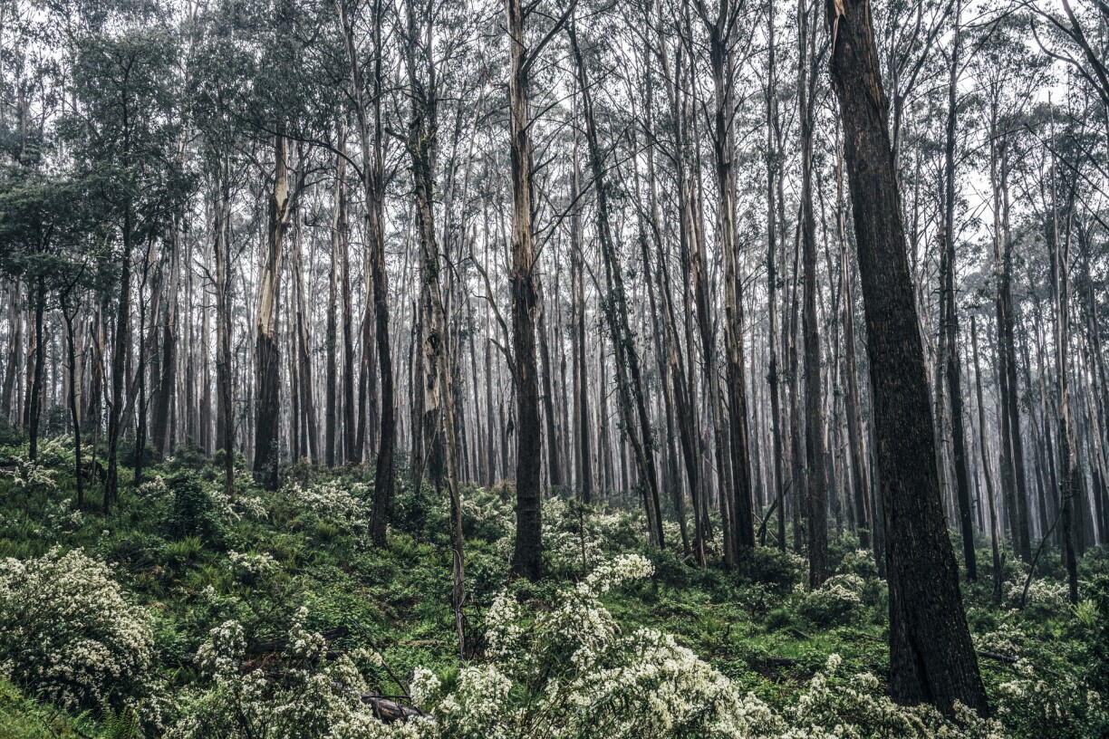 Trees and undergrowth in remote Australian bush.