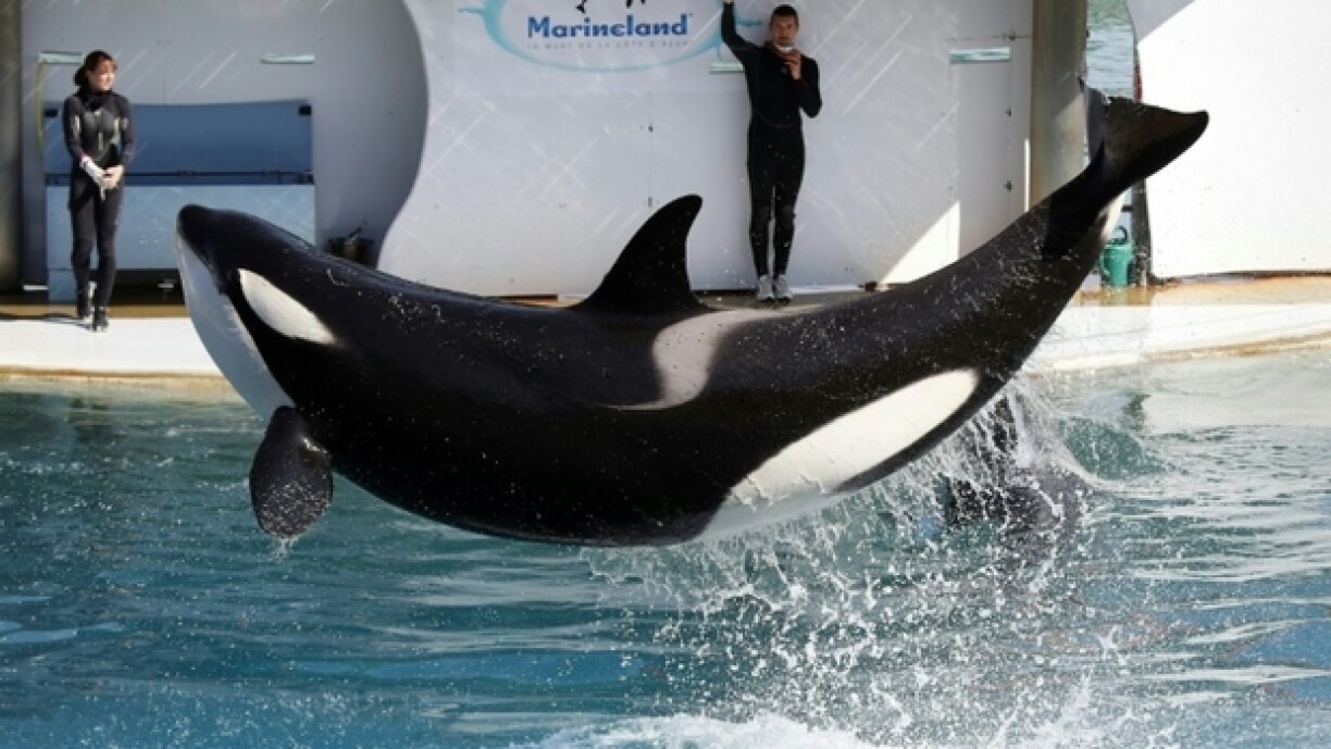 Un spectacle au parc Marineland à Antibes
