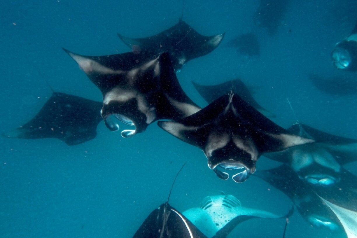 Manta rays are among the species that will have upgraded protections