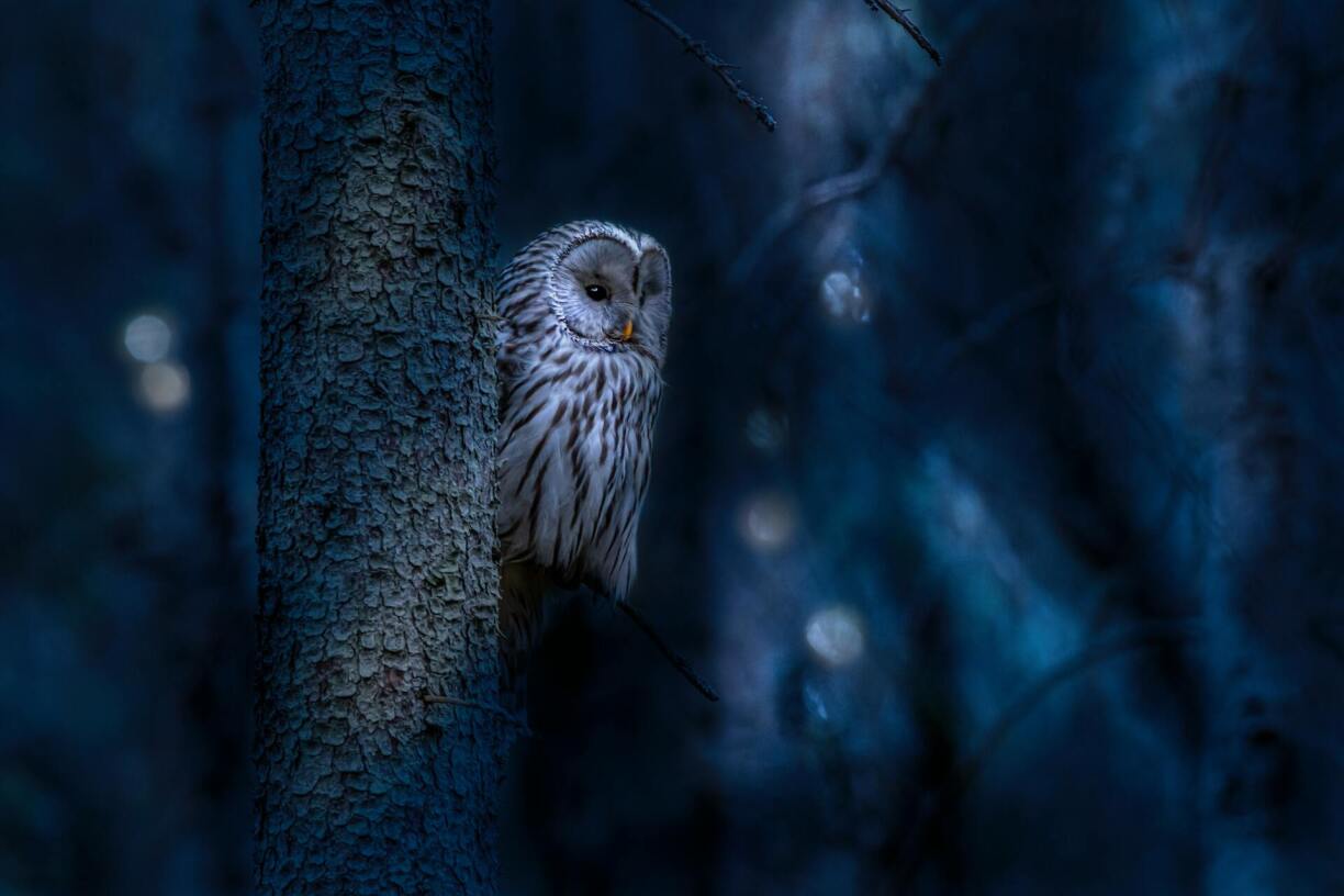 Discover the magic of owls at night.