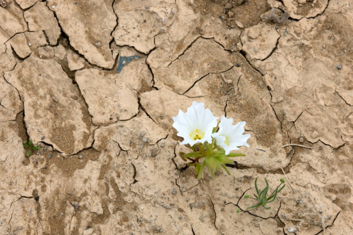 Une fleur sauvage blanche pousse dans la terre craquelée du désert d'Atacama, près de Copiapó, dans le nord du Chili, le 17 septembre 2026
