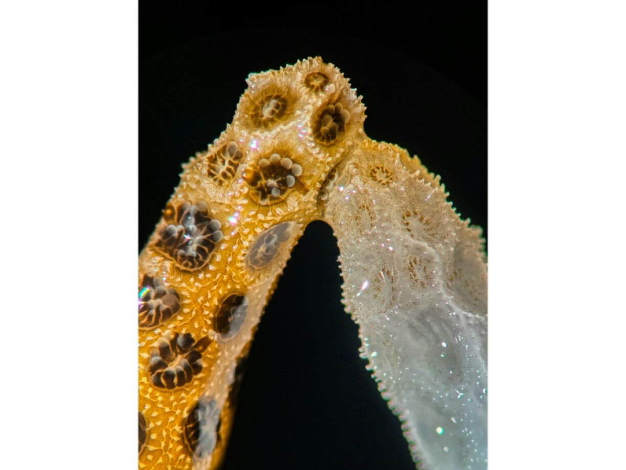 A new lab study by scientists at Stanford University finds that simply placing healthy, colorful coral in contact with their bleached counterparts is enough to bring the dying ones back from the brink