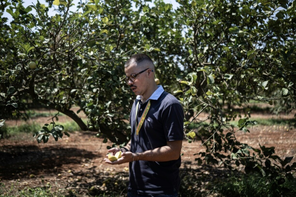 Le producteur italien de citrons Rosario Cognata dans ses vergers à Campobello di Mazara, dans le sud-ouest de la Sicile, le 8 août 2024