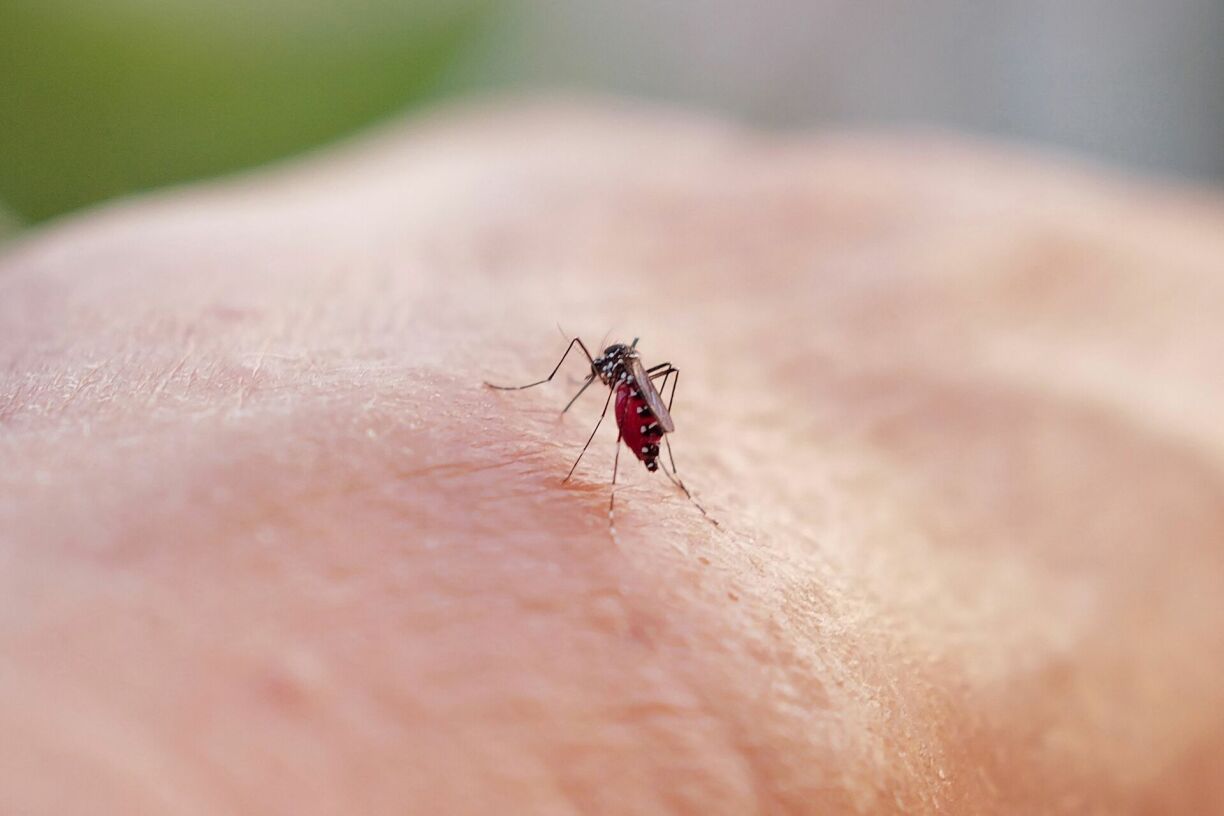 Vecteurs notamment du virus de la dengue, qui provoque une fièvre brutale, et dont l'incidence explose au Brésil et en Guyane française, les moustiques-tigres seront persona non grata aux Jeux Olympiques.